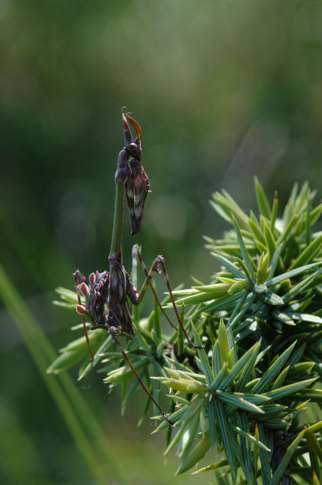 Empusa pennata